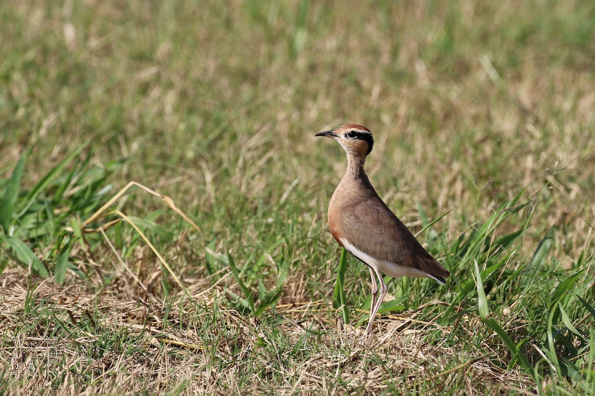 Temminck's Courser - ML633295426