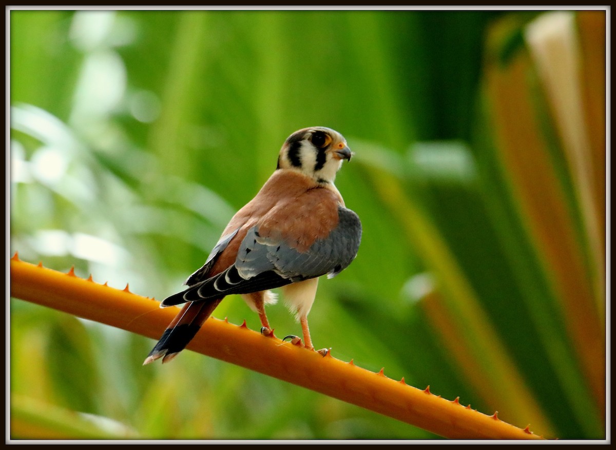 American Kestrel - Albert Linkowski