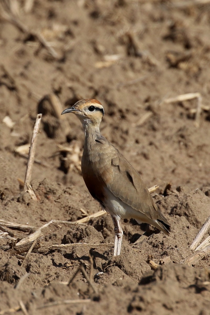 Temminck's Courser - ML633295646