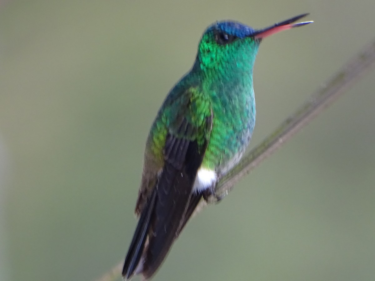 Indigo-capped Hummingbird - ML633295908