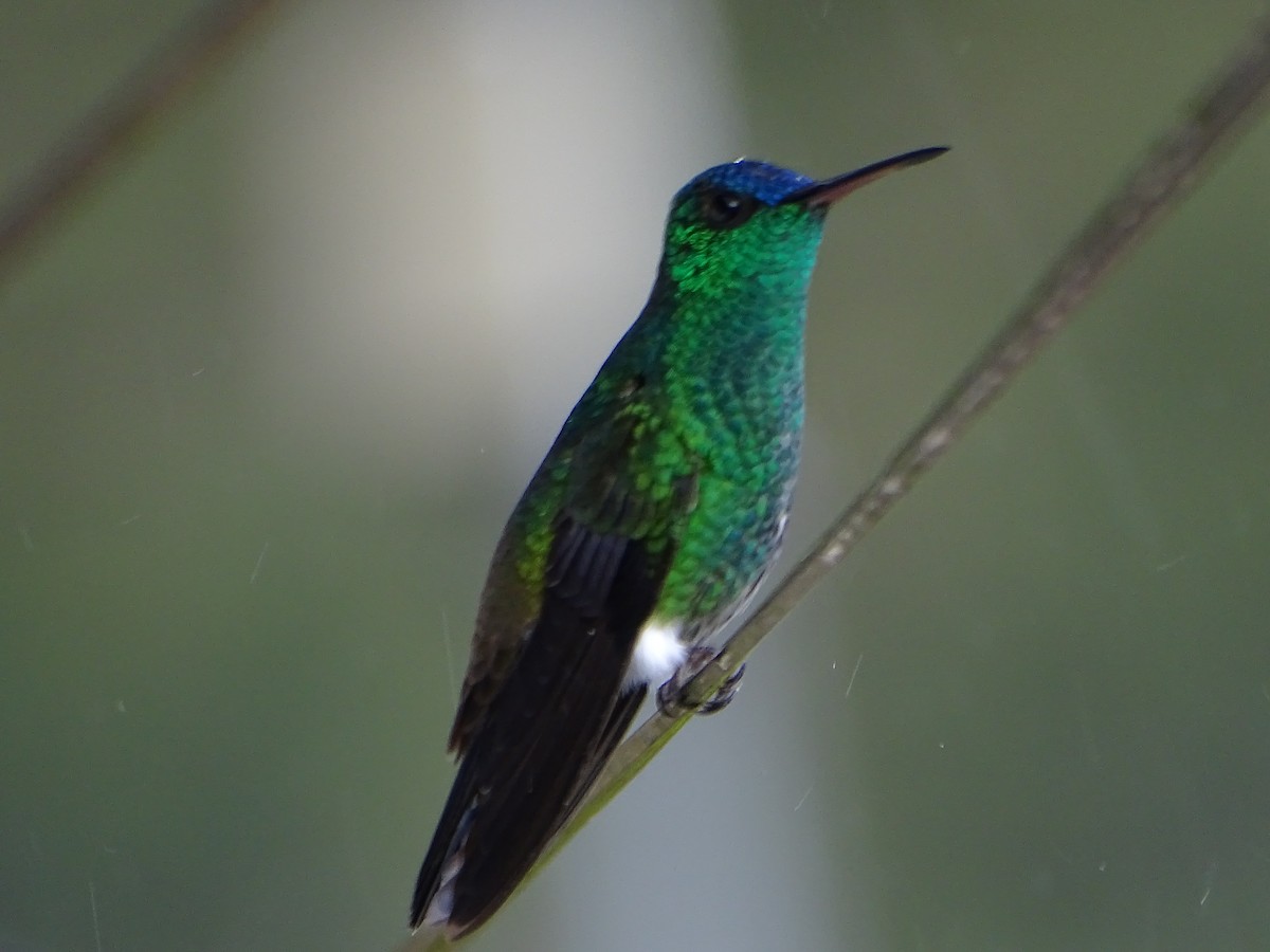 Indigo-capped Hummingbird - ML633295909