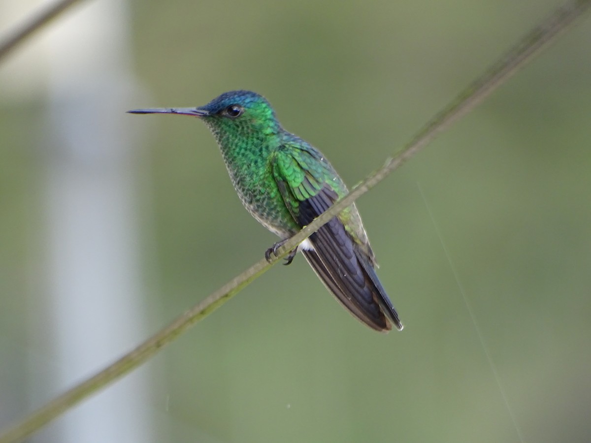 Indigo-capped Hummingbird - ML633295918