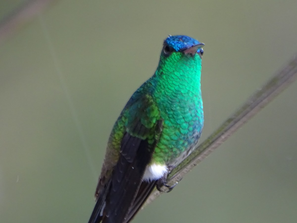 Indigo-capped Hummingbird - ML633295921