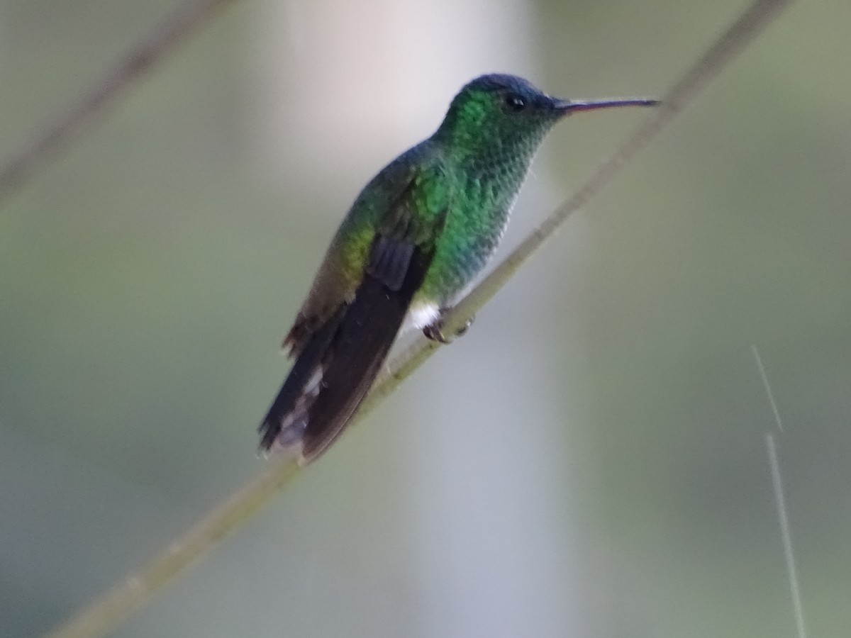 Indigo-capped Hummingbird - ML633295924