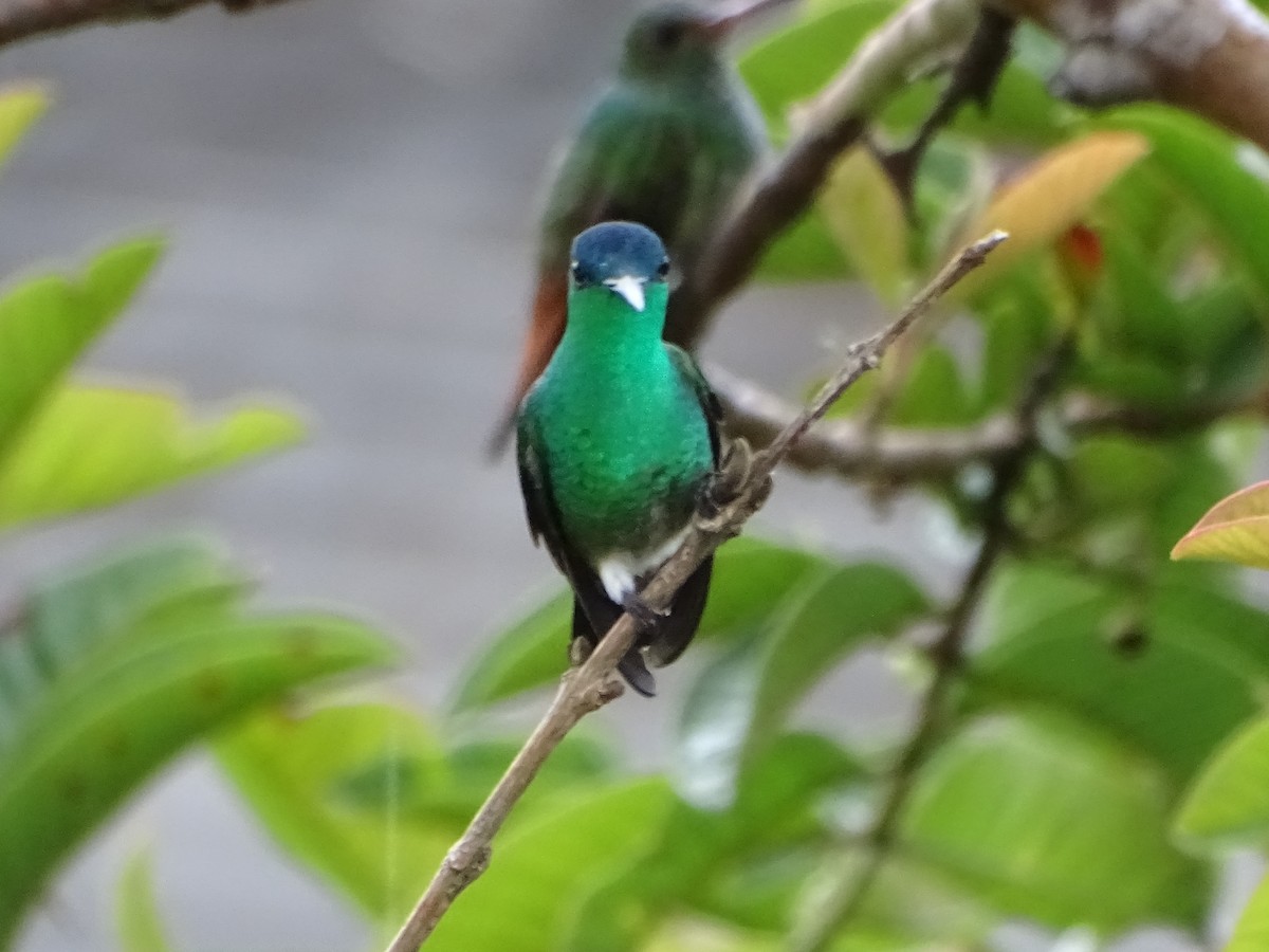 Indigo-capped Hummingbird - ML633295926