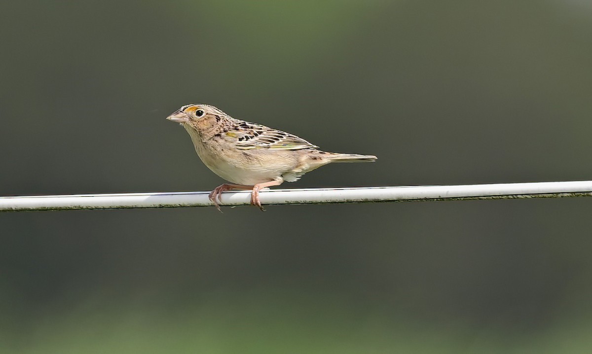 Grasshopper Sparrow - ML633295930