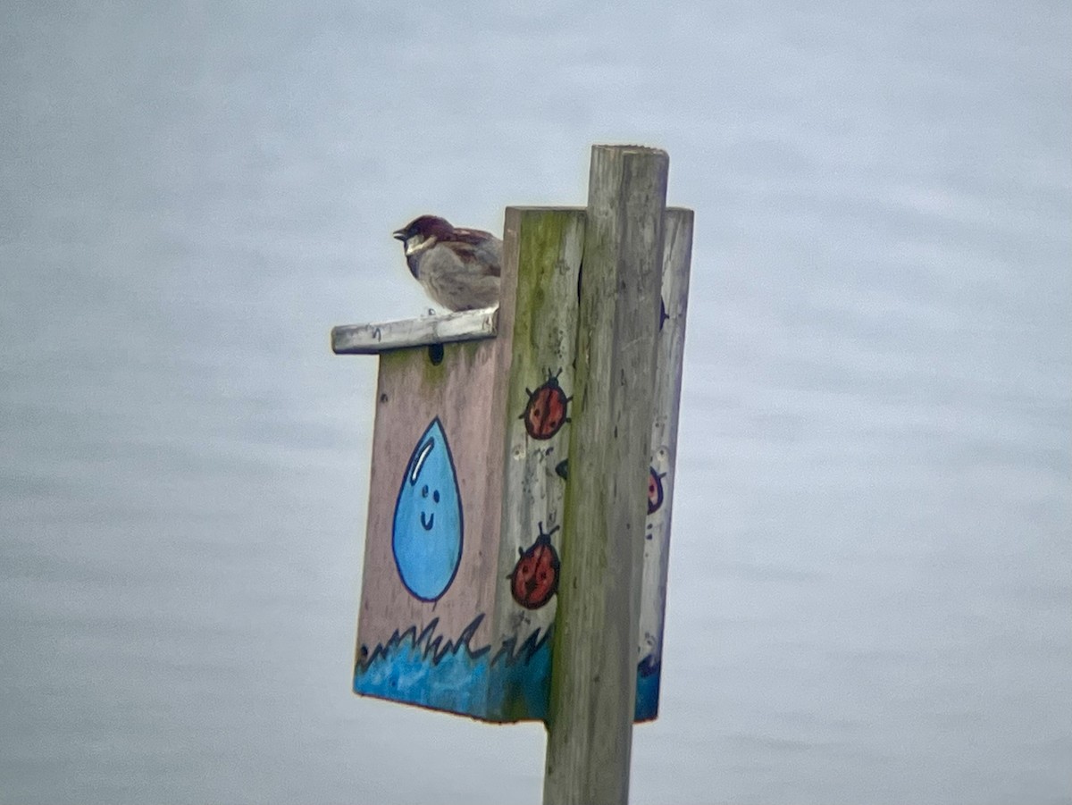 Оронгийн бор шувуу - ML633295946