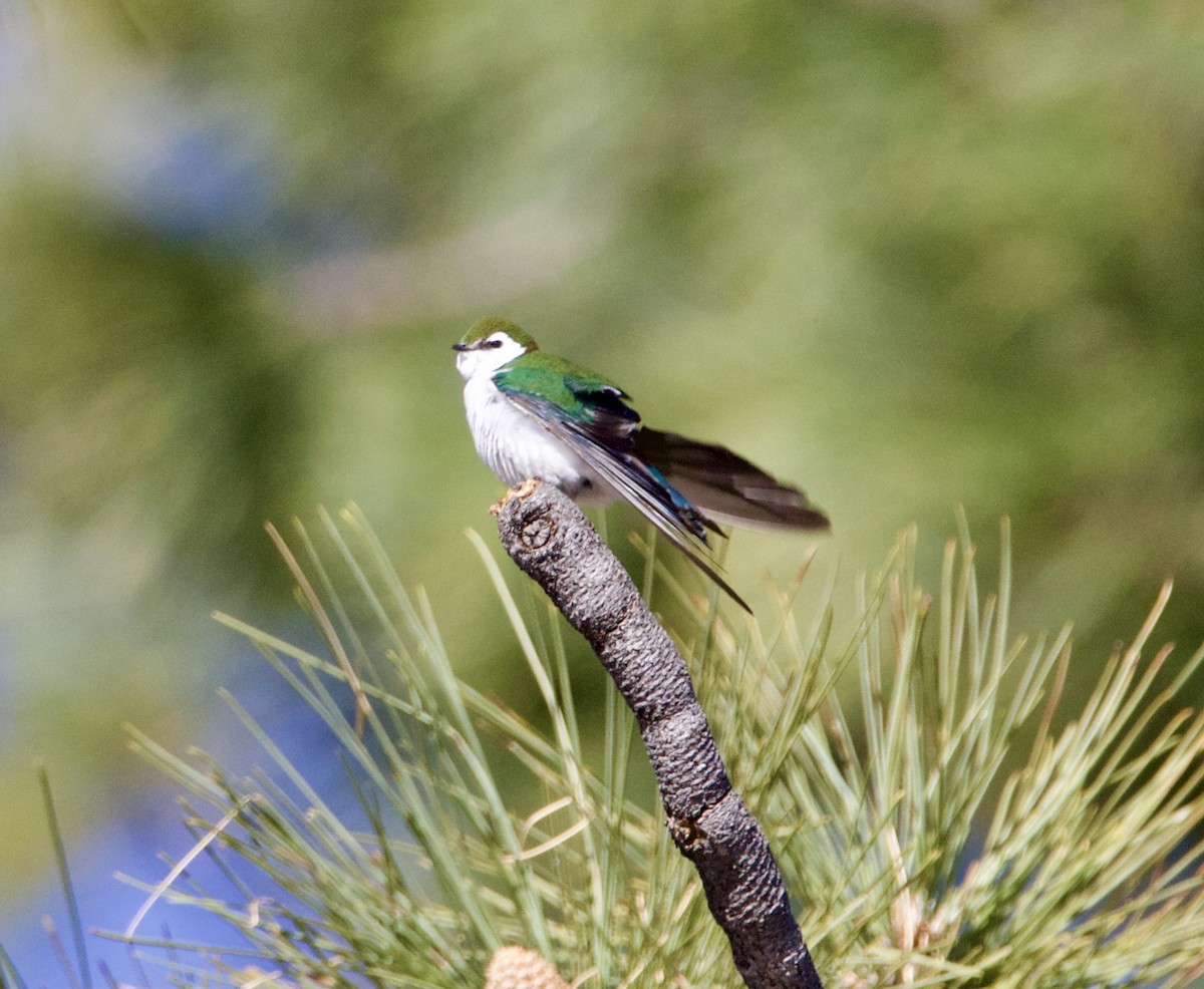Violet-green Swallow - ML633296317