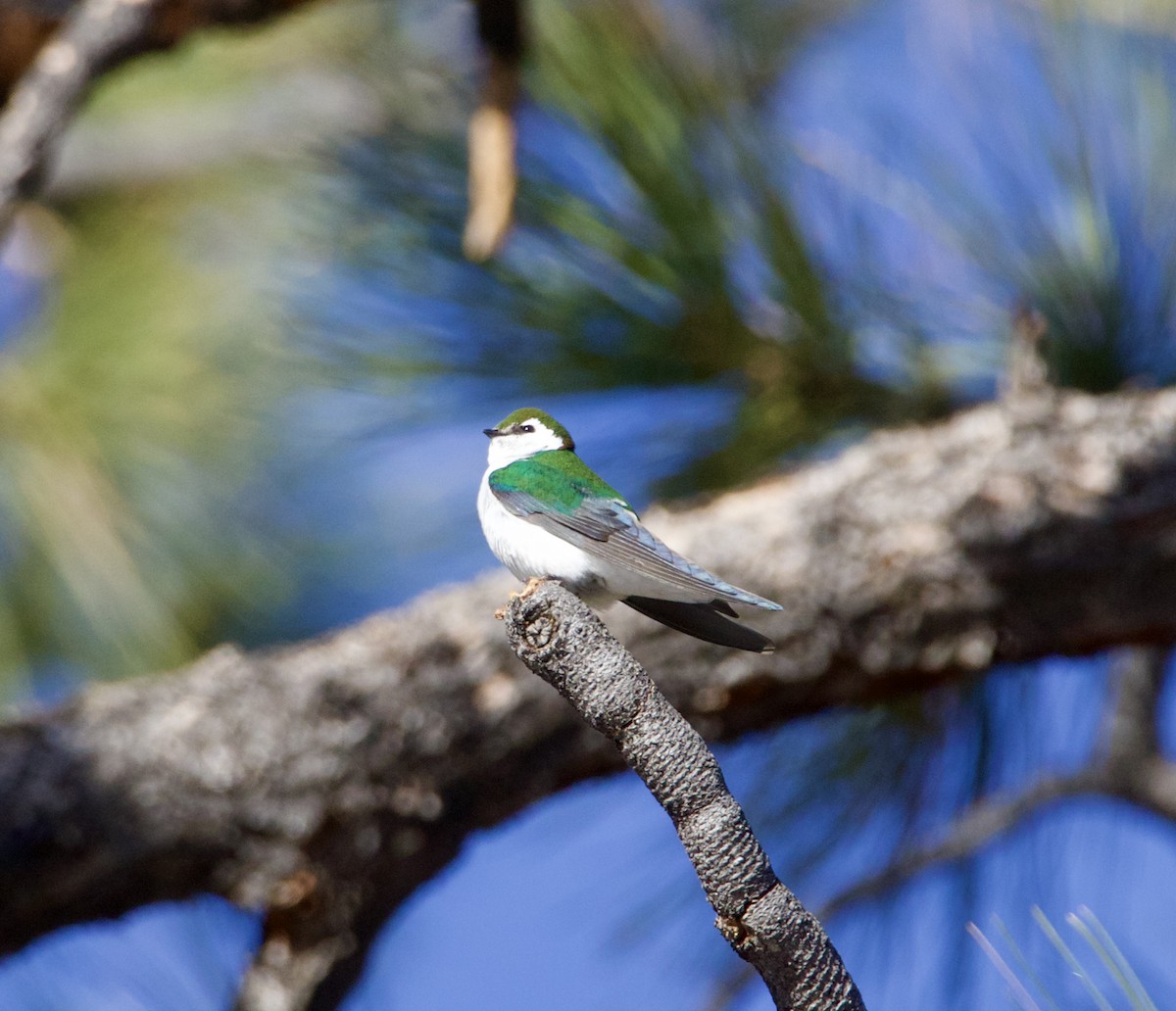 Violet-green Swallow - ML633296318