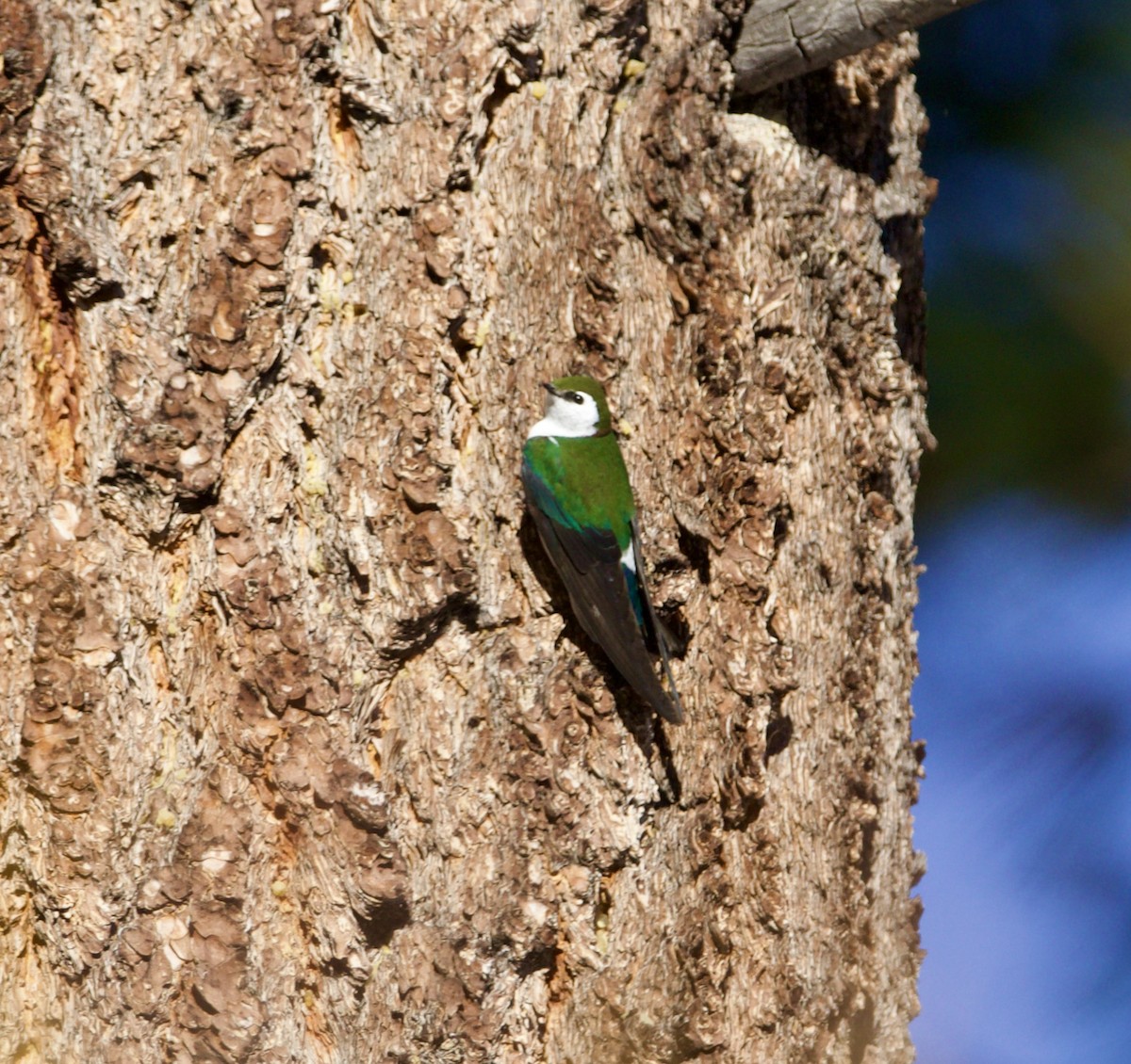 Violet-green Swallow - ML633296319