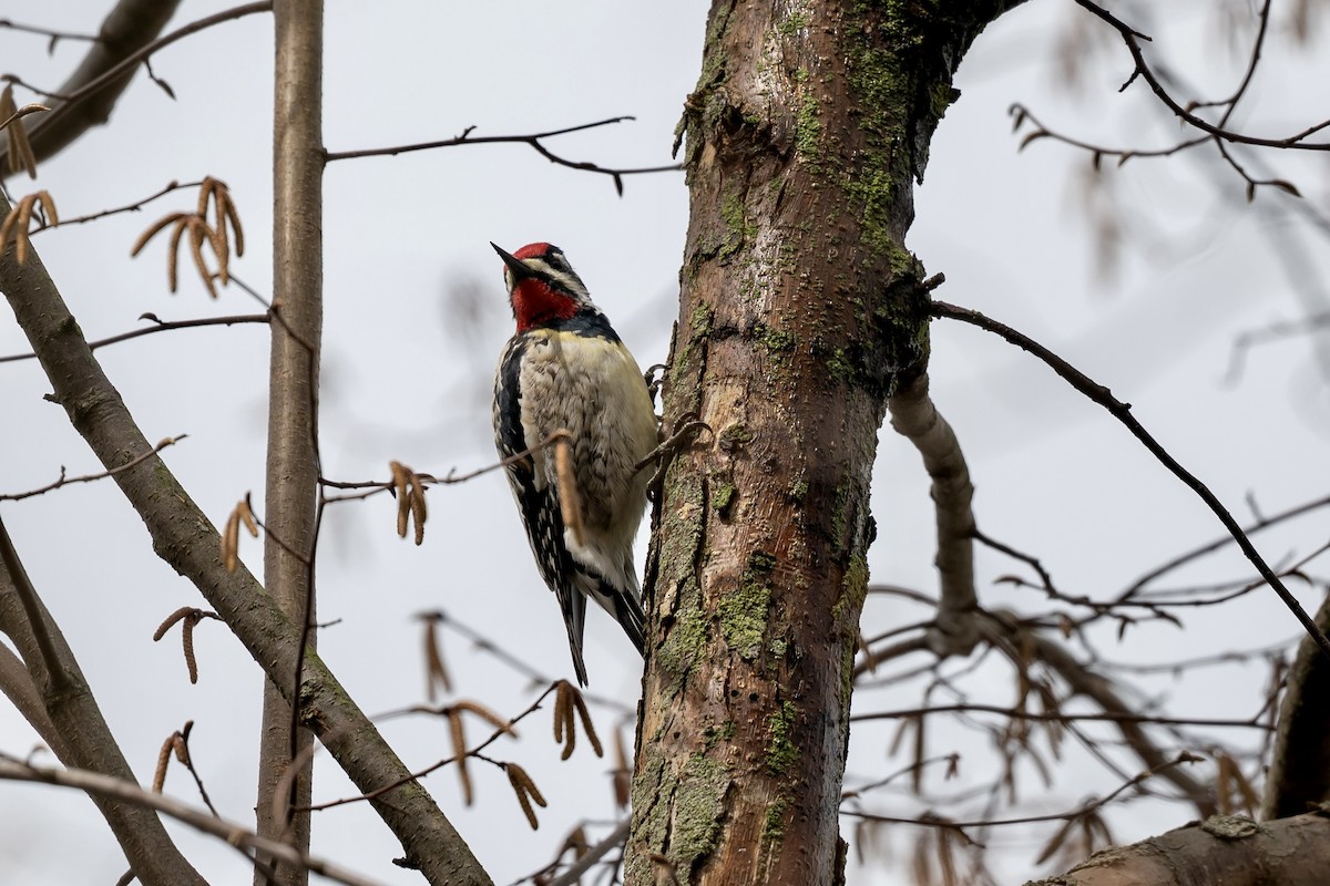 Yellow-bellied Sapsucker - ML633296528