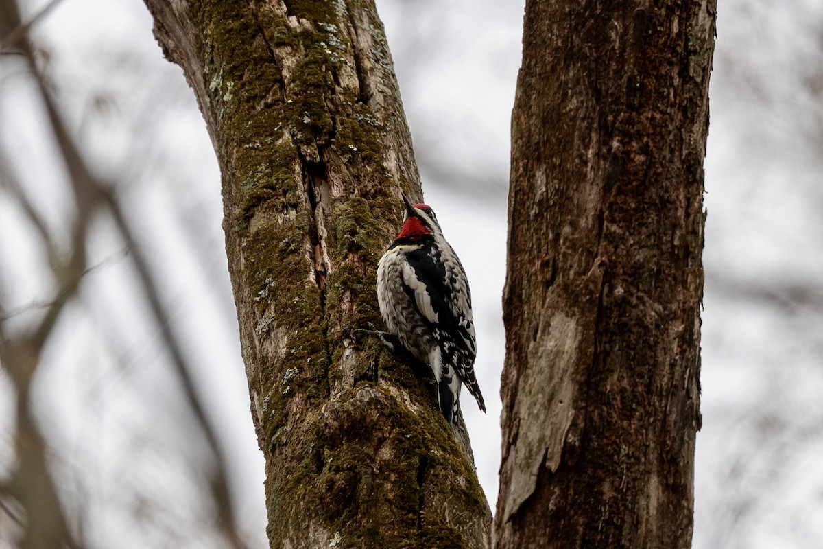 Yellow-bellied Sapsucker - ML633296529