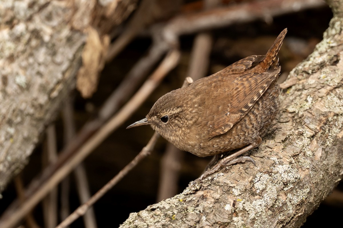 Winter Wren - ML633296548
