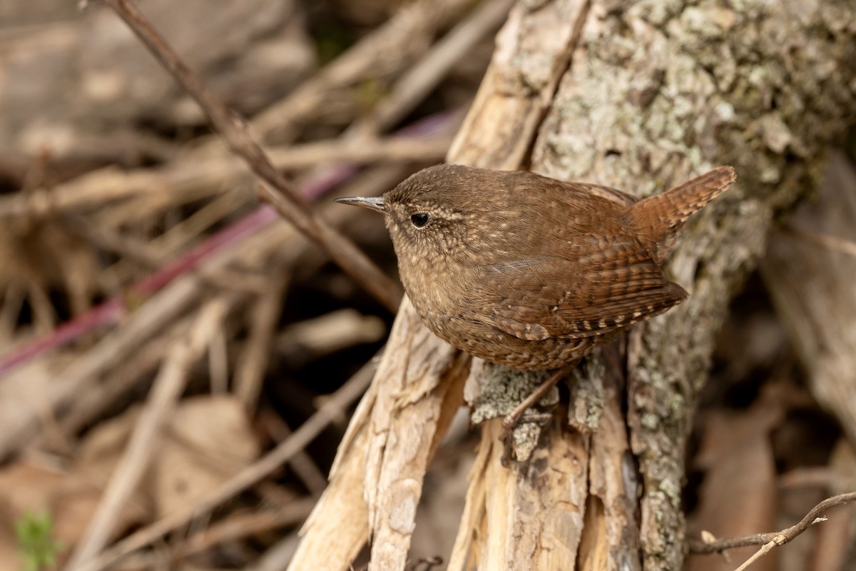 Winter Wren - ML633296549