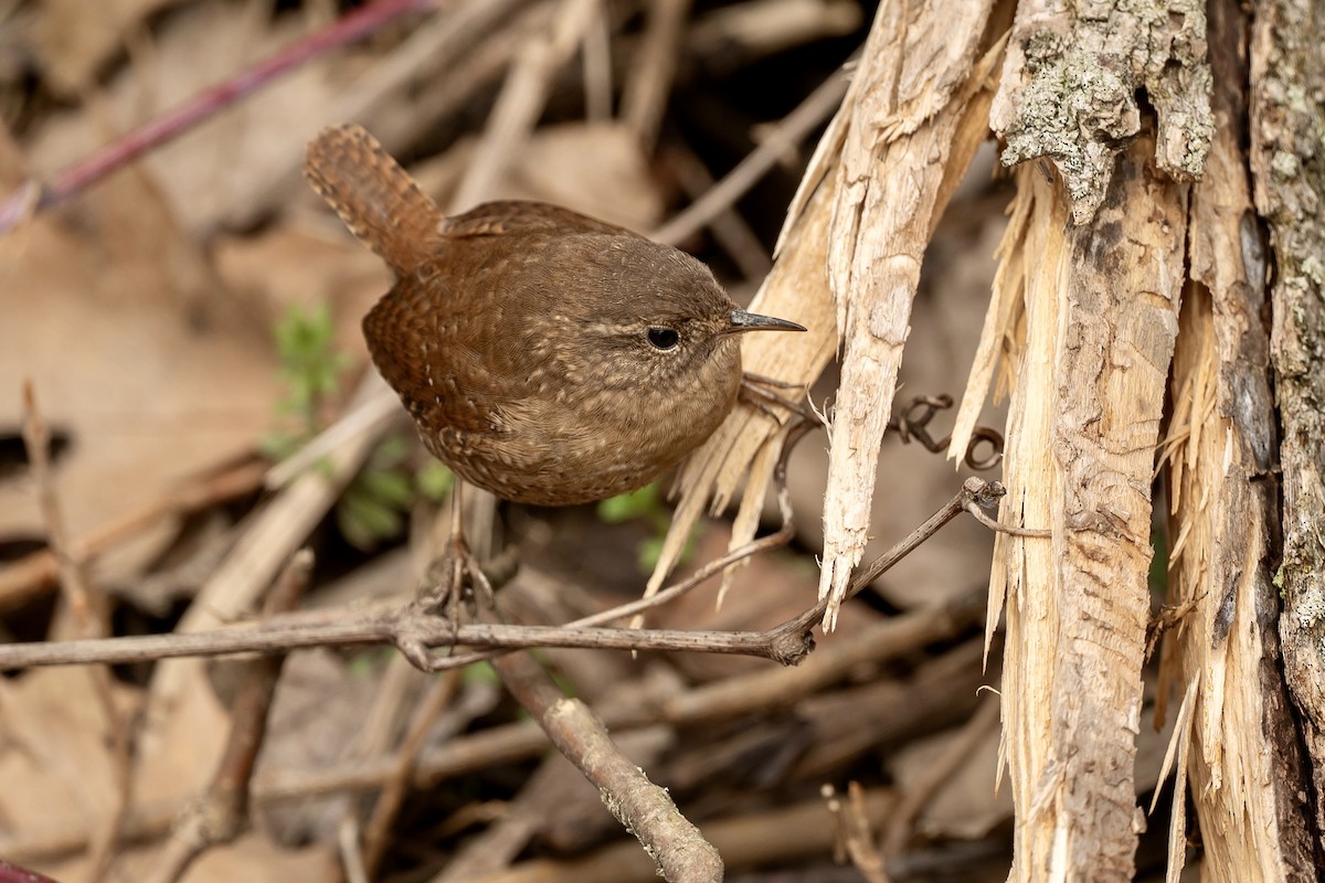 Winter Wren - ML633296550