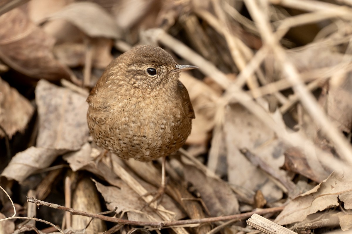 Winter Wren - ML633296551