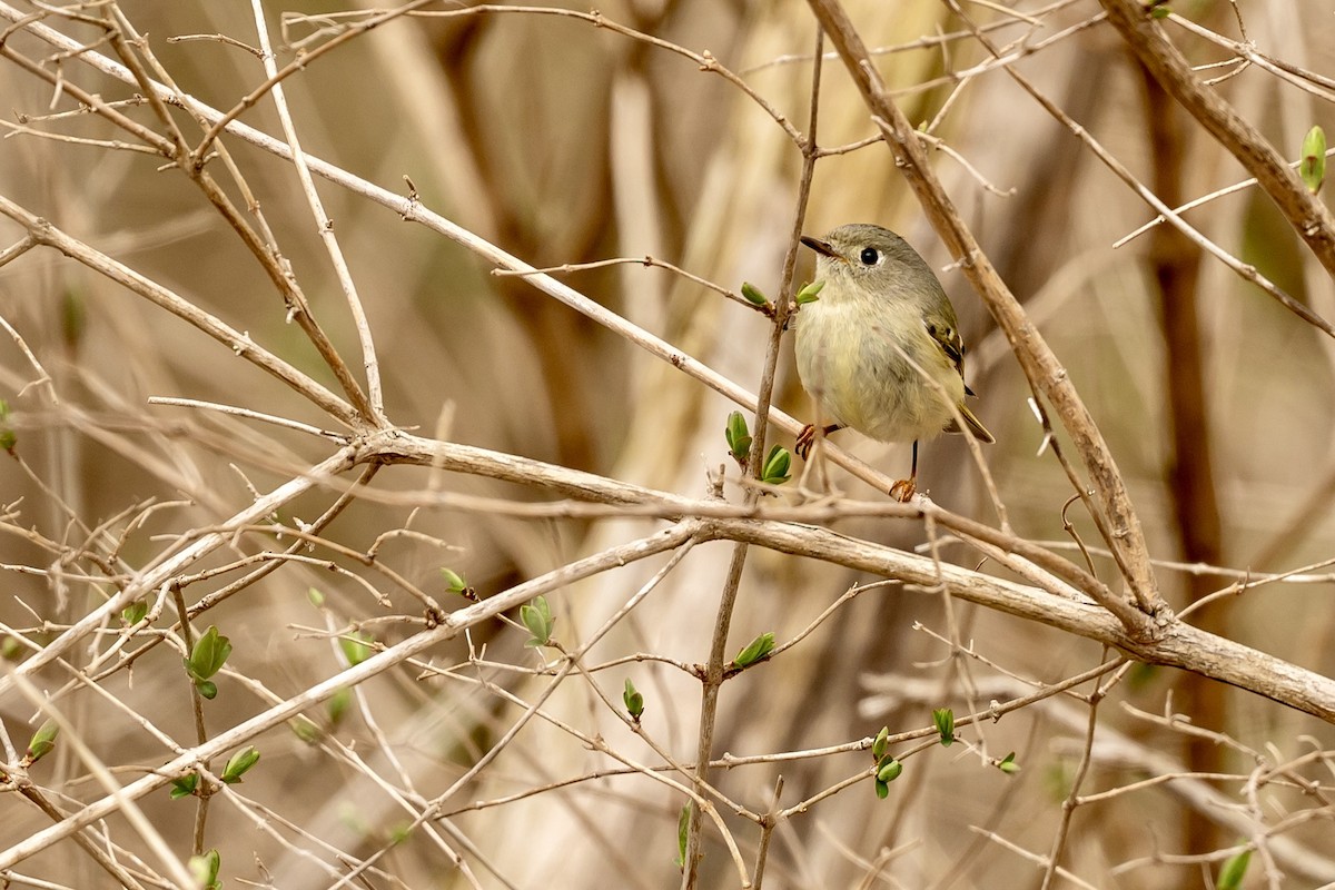 Ruby-crowned Kinglet - ML633296572