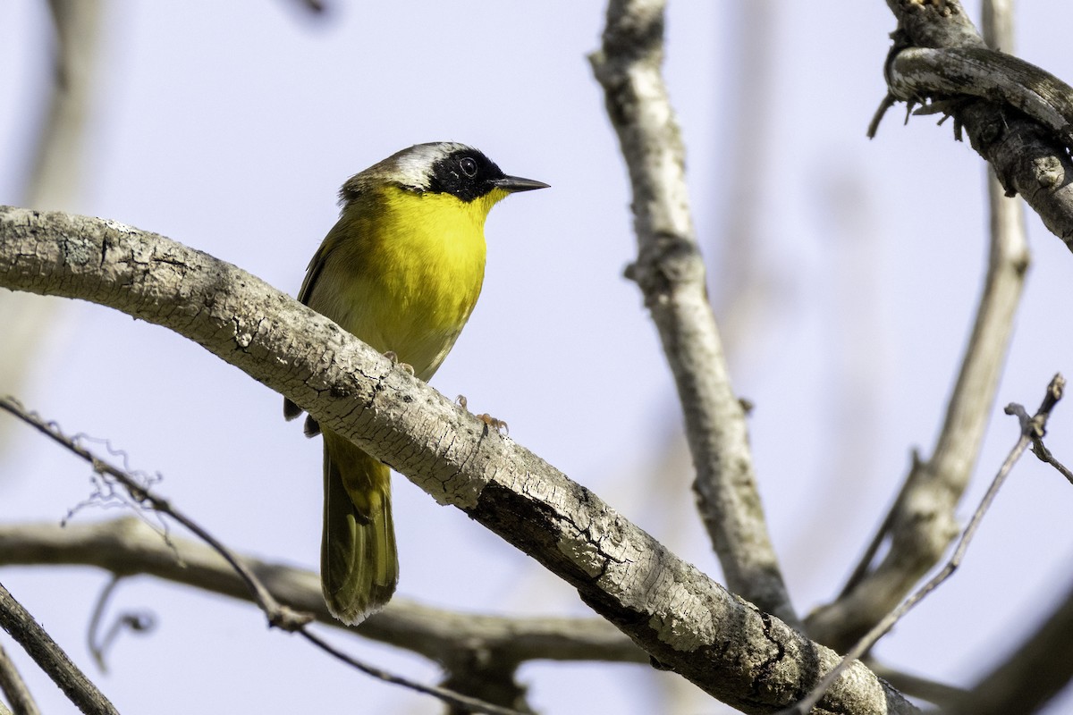 Common Yellowthroat - ML633296785