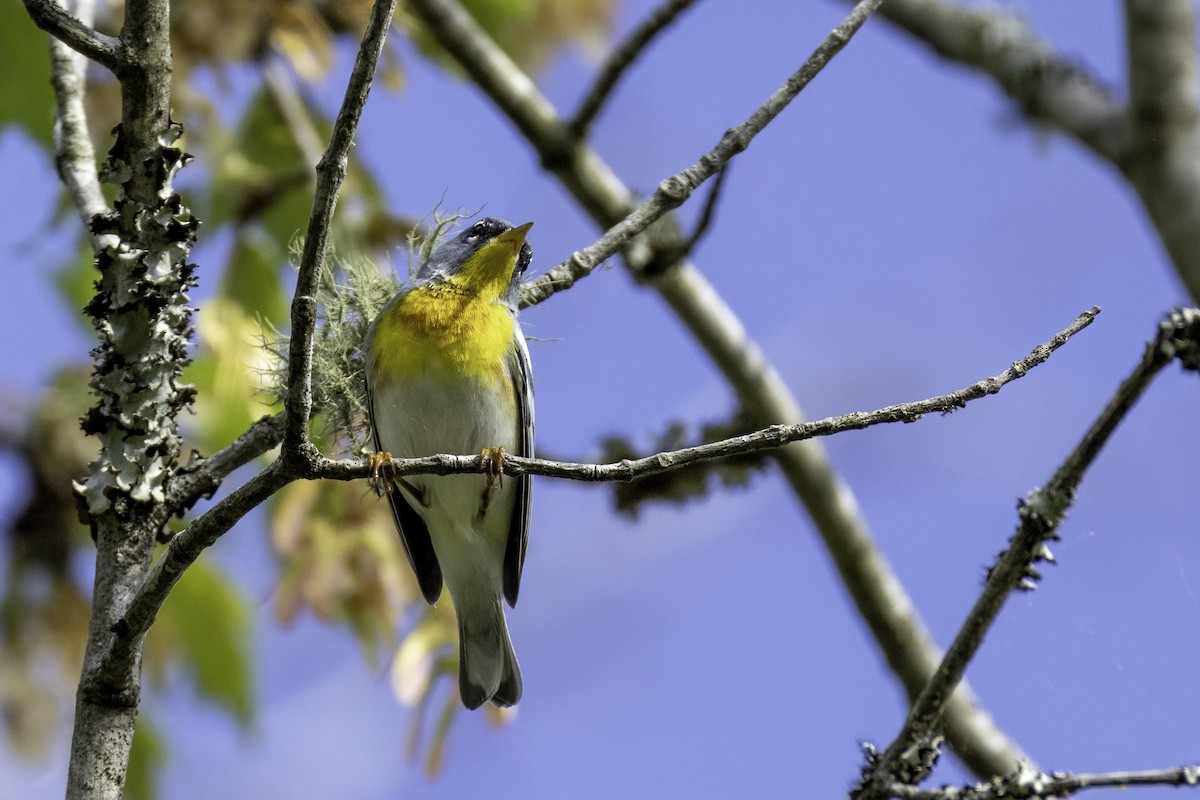 Northern Parula - ML633296841