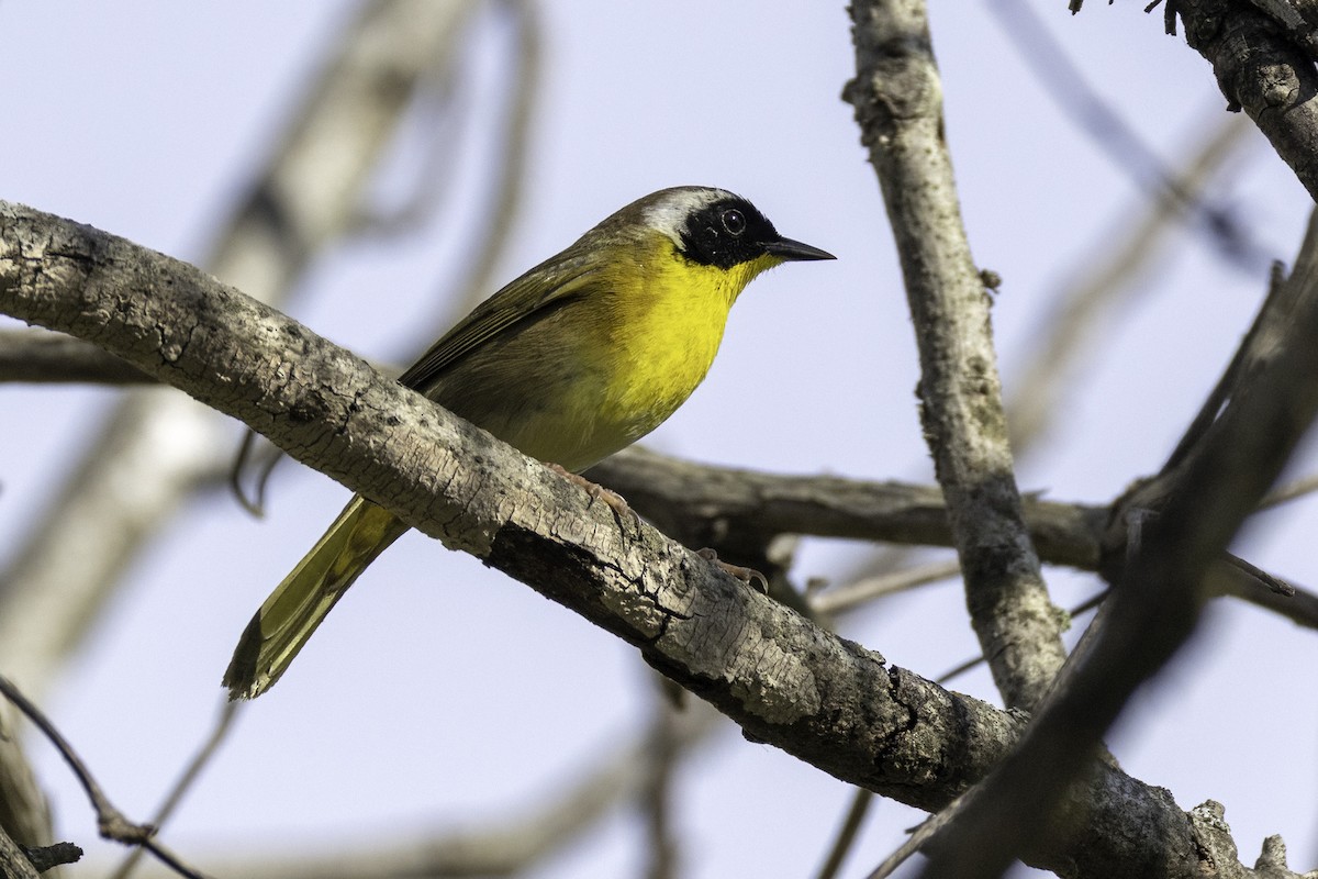 Common Yellowthroat - ML633296845