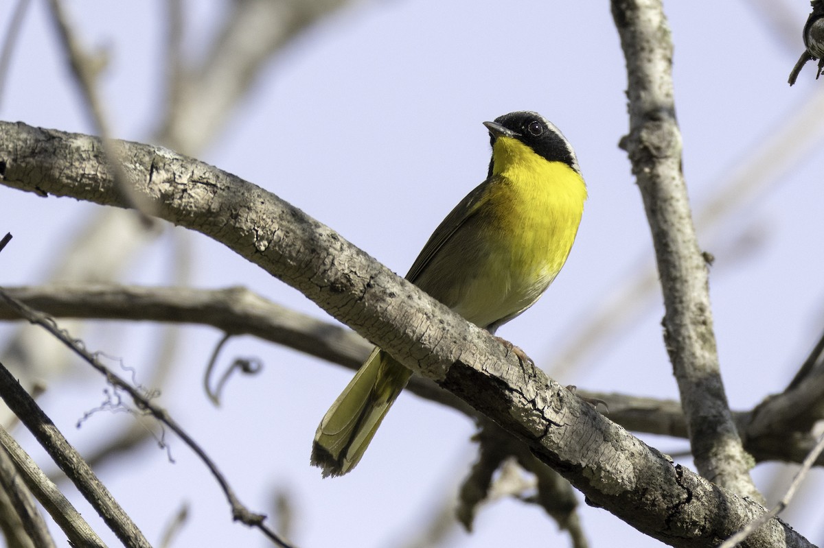 Common Yellowthroat - ML633296846