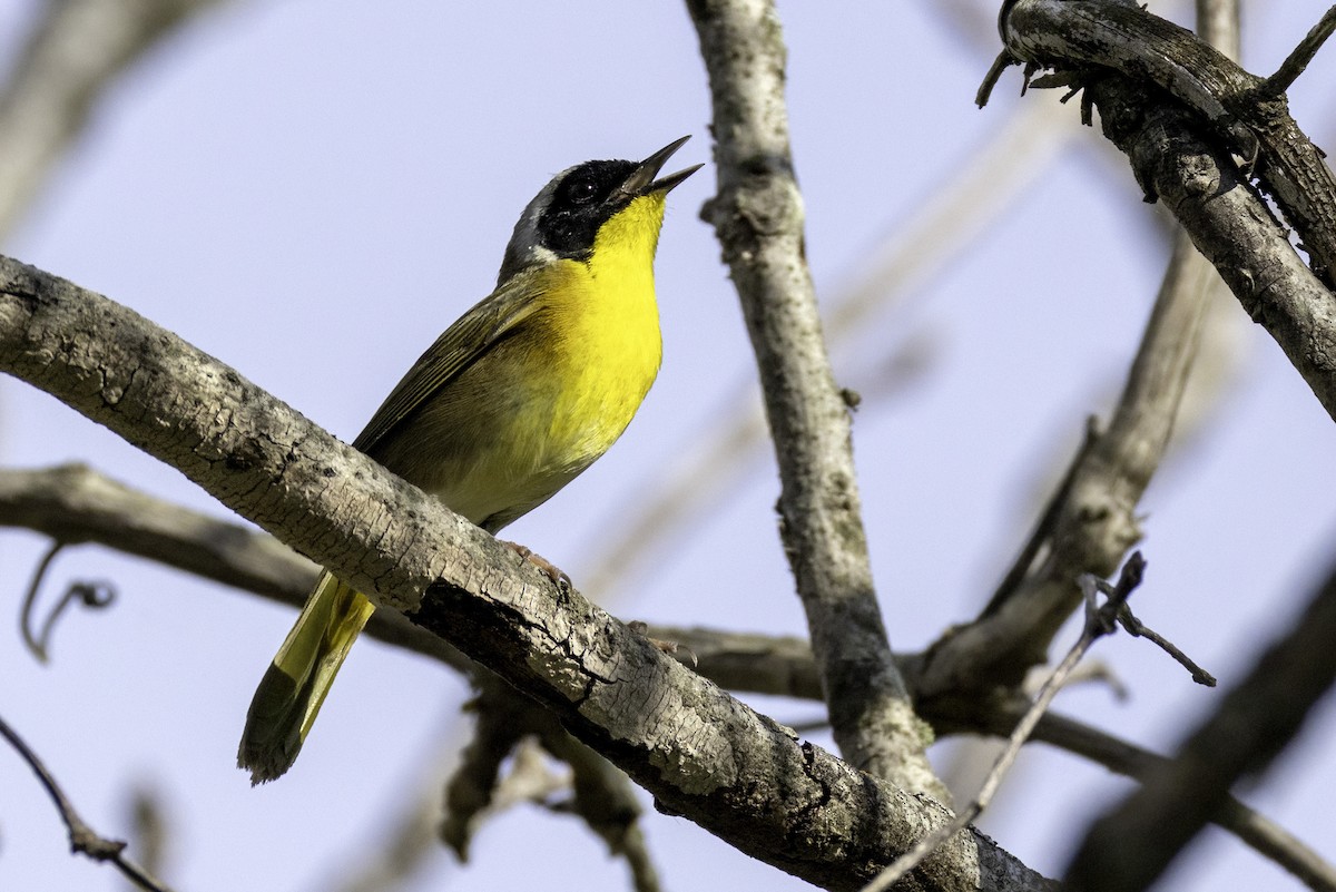 Common Yellowthroat - ML633296847