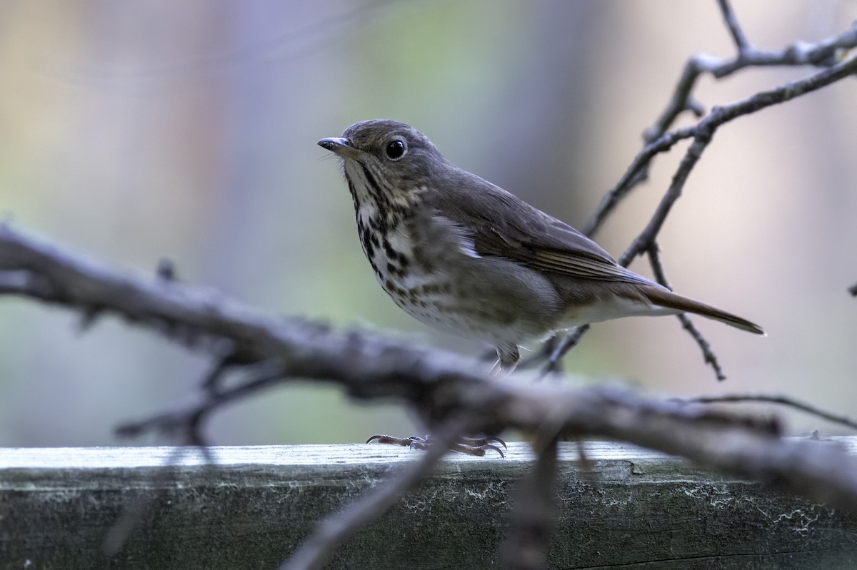 Hermit Thrush - ML633296875