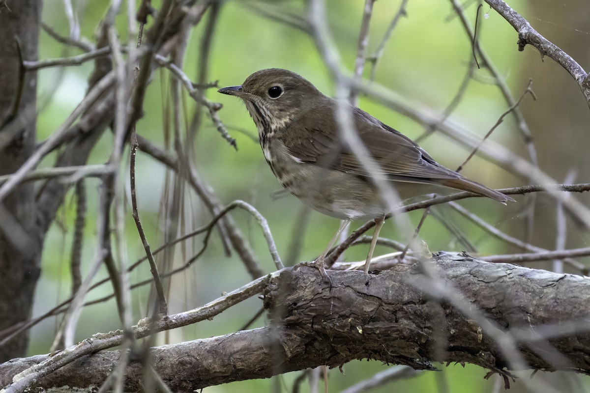 Hermit Thrush - ML633296876