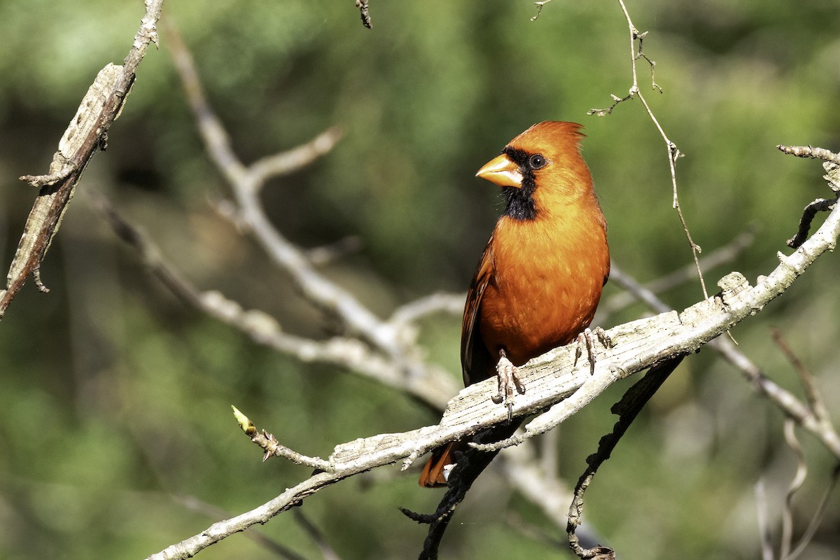 Northern Cardinal - ML633296885