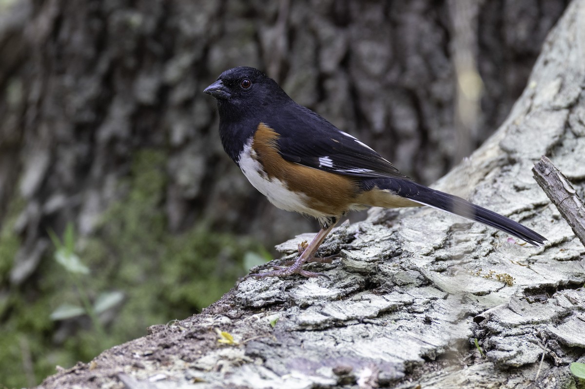 Eastern Towhee - ML633296905