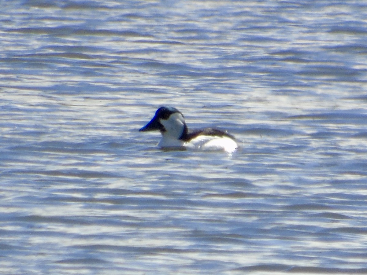 Bufflehead x Common Goldeneye (hybrid) - ML633296914