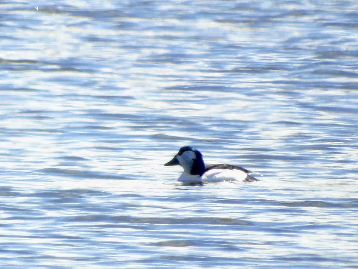 Bufflehead x Common Goldeneye (hybrid) - ML633296915