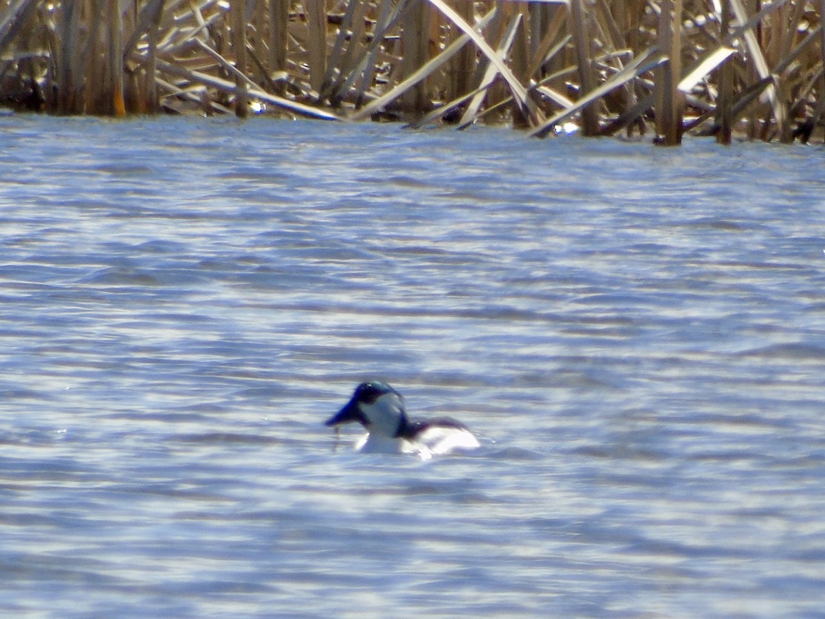 Bufflehead x Common Goldeneye (hybrid) - ML633296916