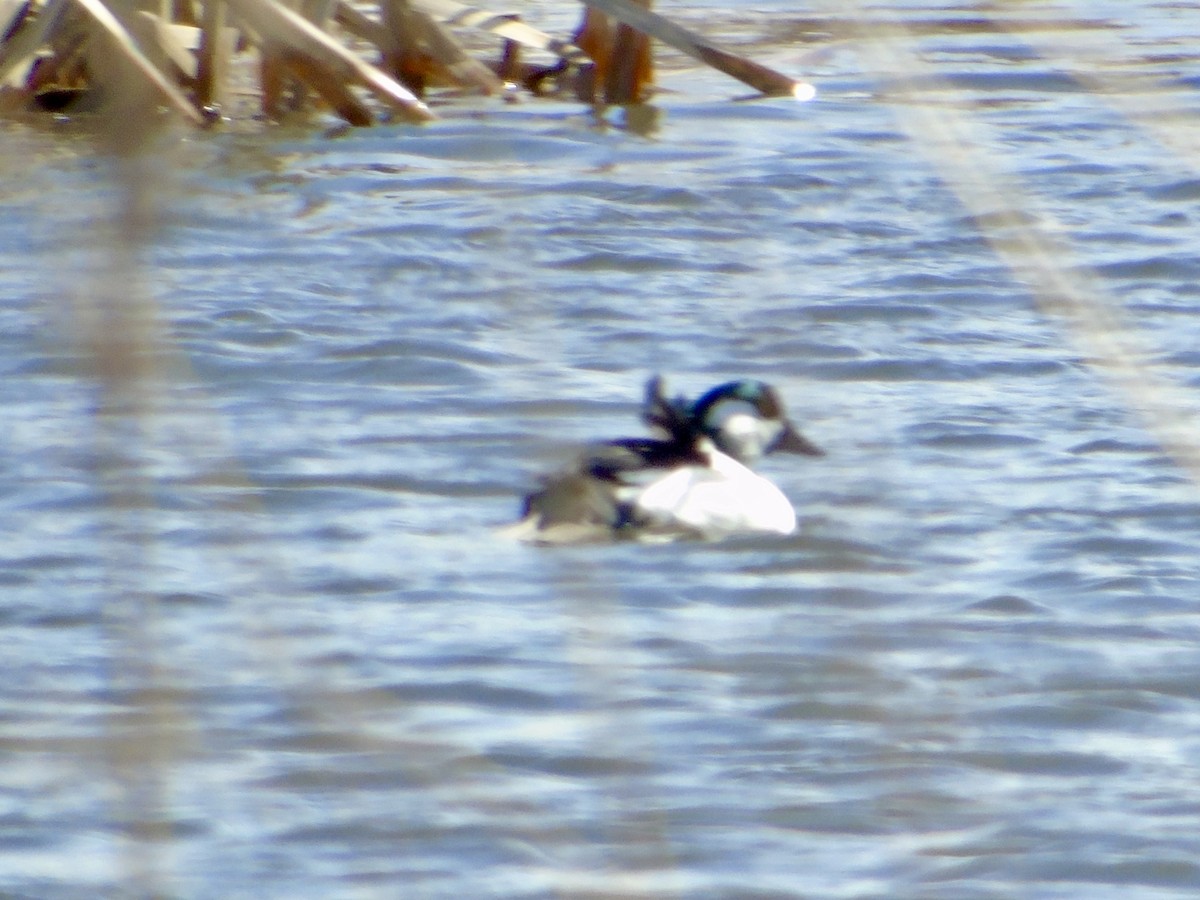 Bufflehead x Common Goldeneye (hybrid) - ML633296917