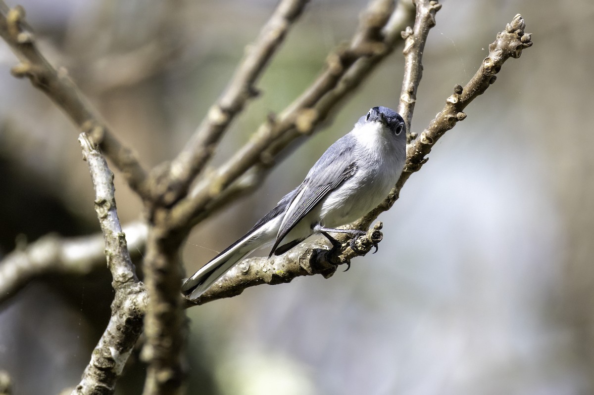 Blue-gray Gnatcatcher - ML633296925