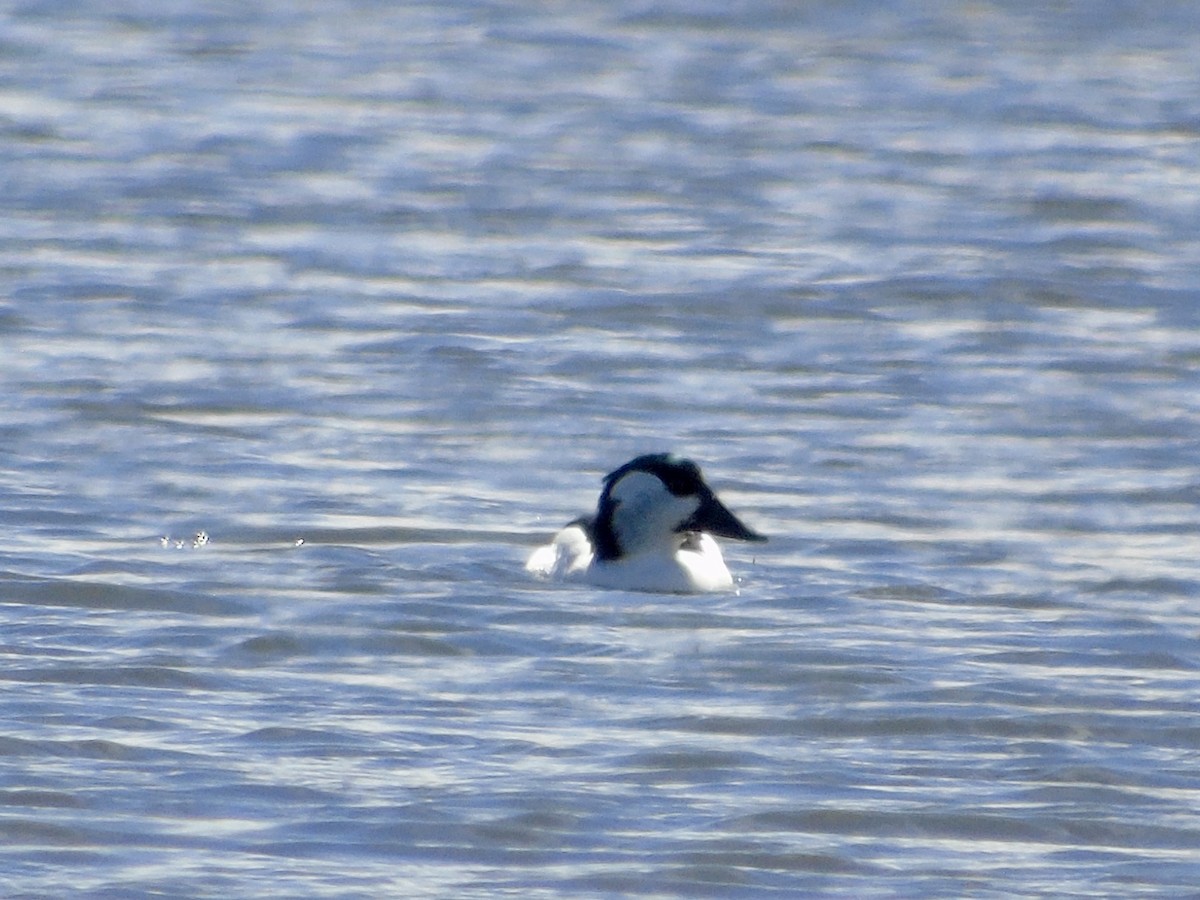 Bufflehead x Common Goldeneye (hybrid) - ML633297016