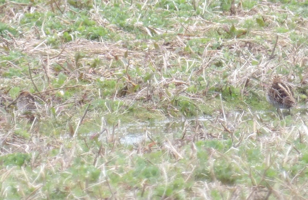 Wilson's Snipe - ML633297049