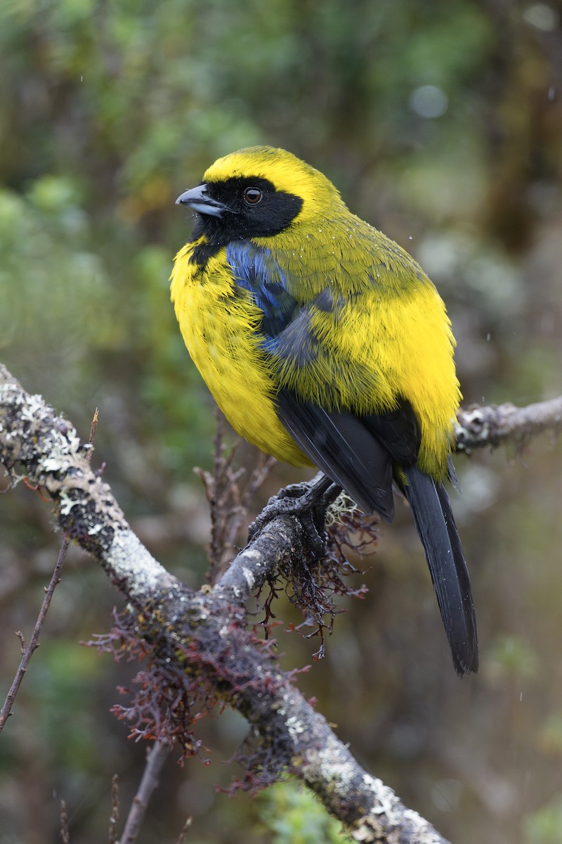Masked Mountain Tanager - ML633297078
