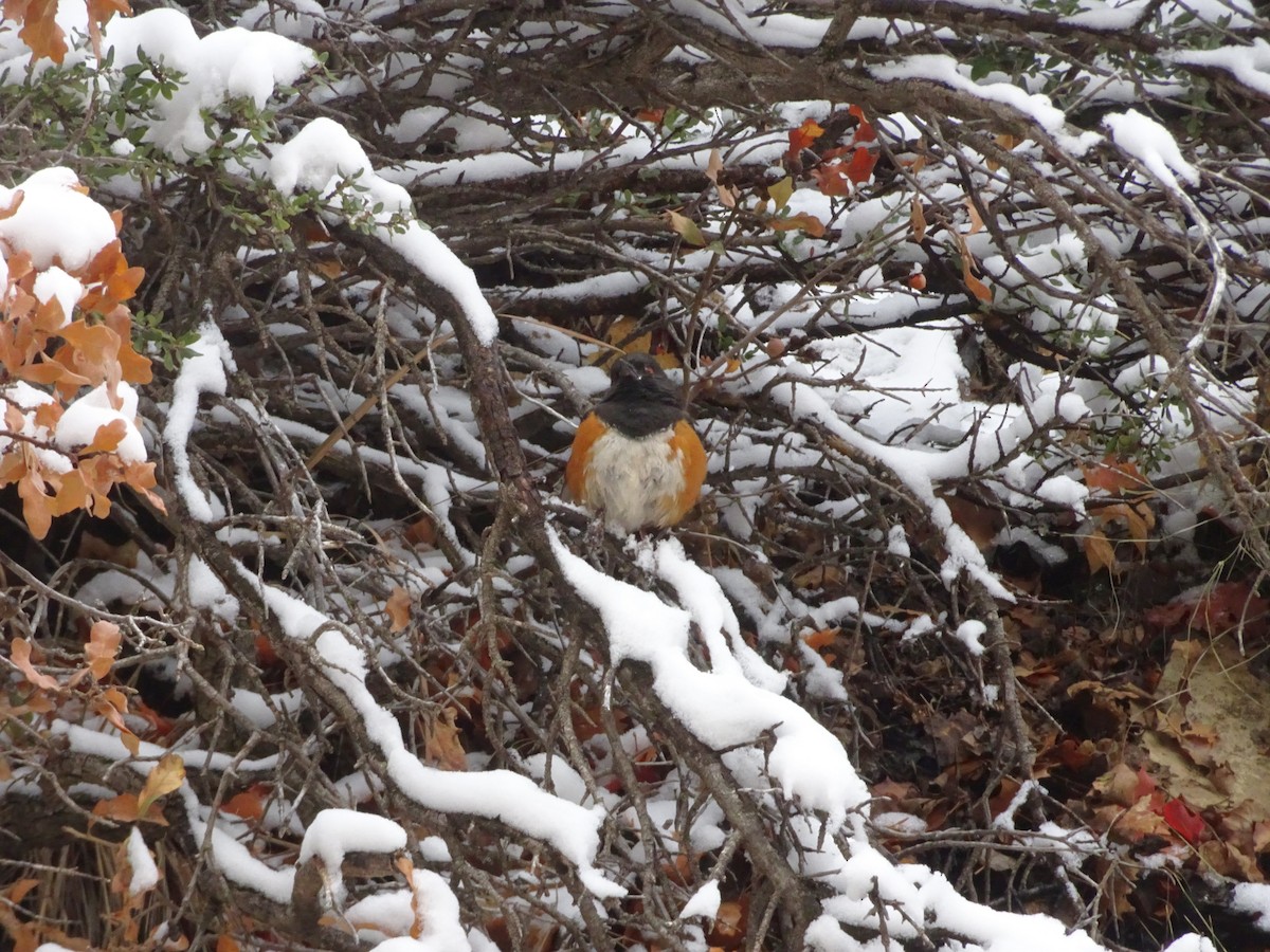 Spotted Towhee - ML633297083