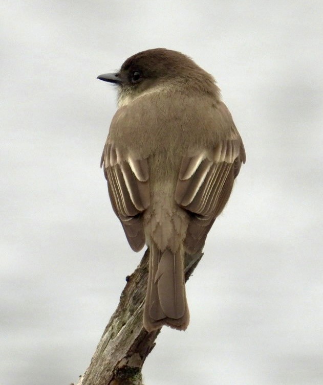 Eastern Phoebe - ML633297099