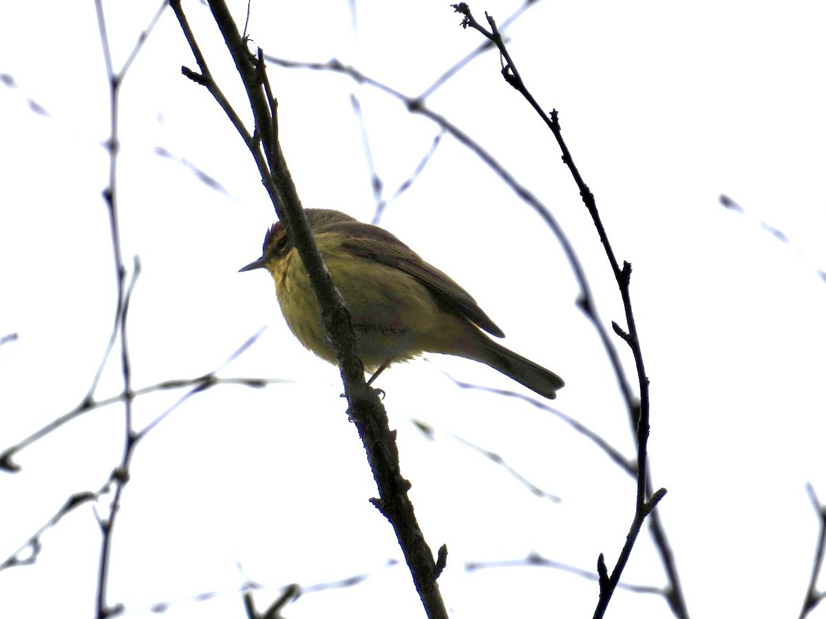 Palm Warbler - ML633297109