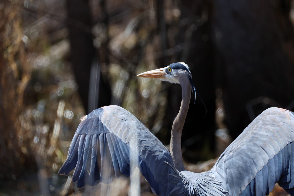 Great Blue Heron - ML633297121