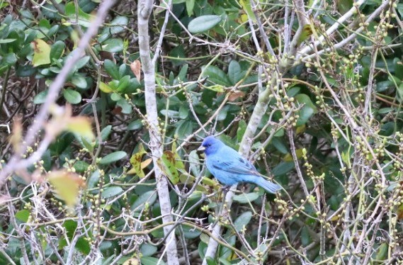 Indigo Bunting - ML633297287