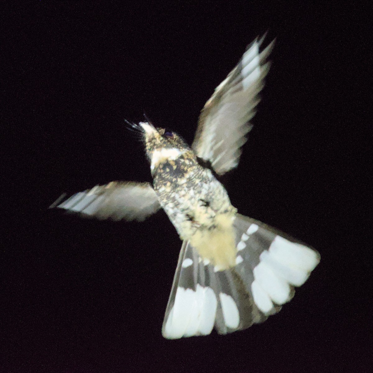 Band-winged Nightjar - ML633297360