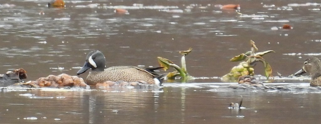 Blue-winged Teal - ML633297373