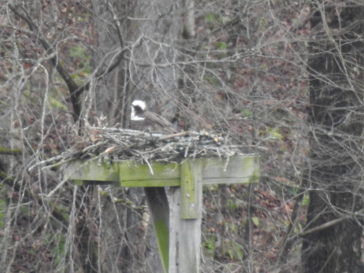 Osprey (American) - ML633297563