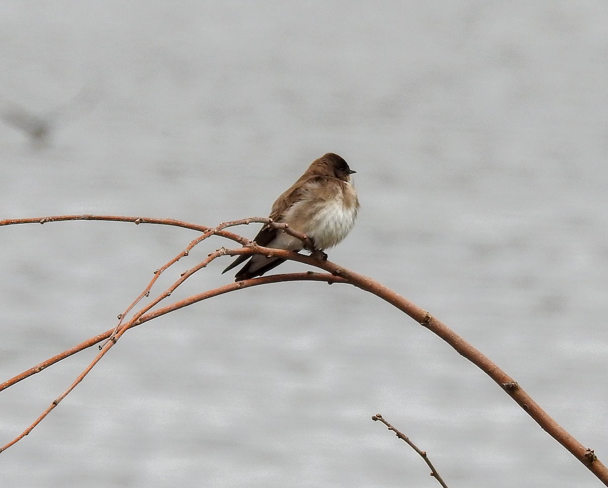 Northern Rough-winged Swallow - ML633297586