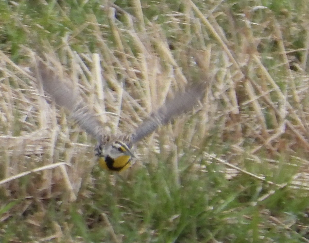 Eastern Meadowlark - ML633297647