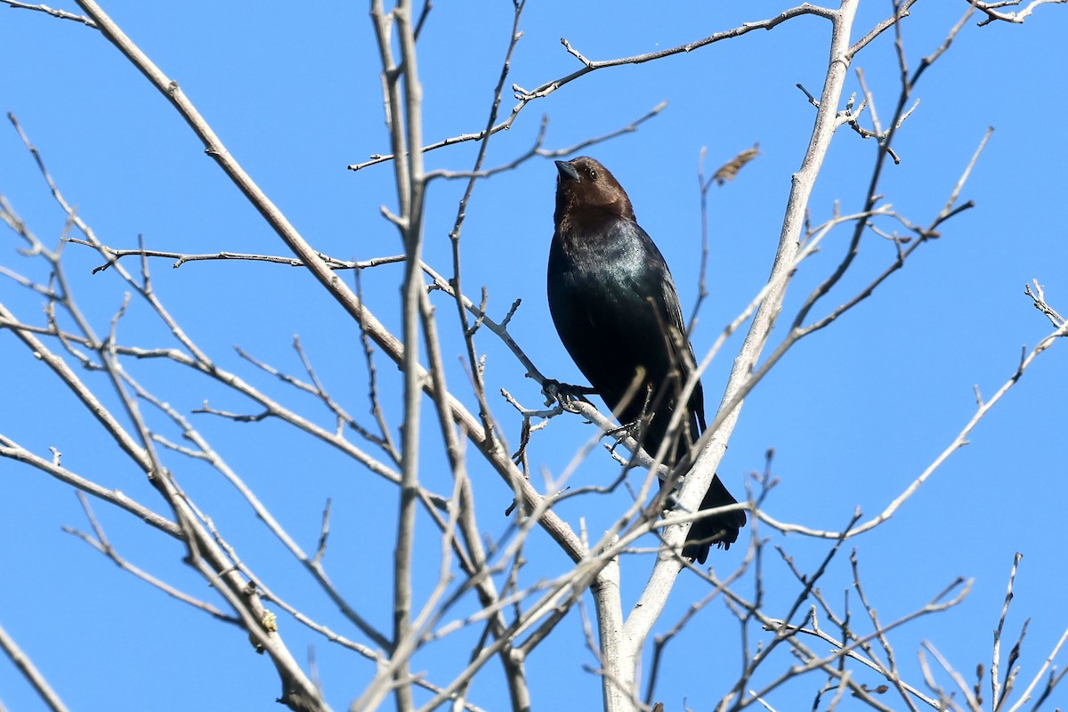 Brown-headed Cowbird - ML633297726