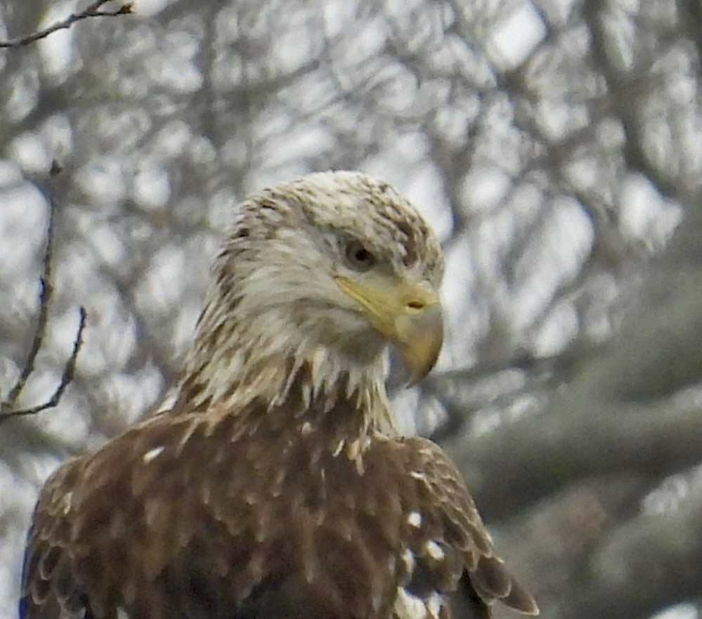 Bald Eagle - ML633297841